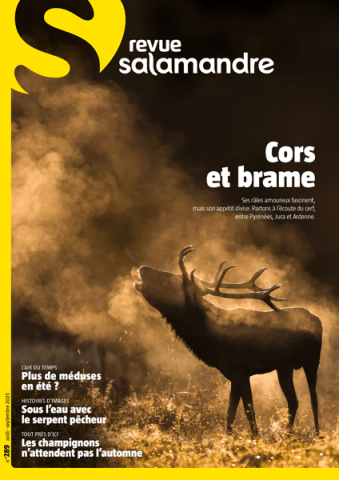 image de couverture / cerf